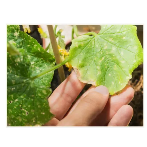 JOHO Garten AG - Biologischer Pflanzenschutz
