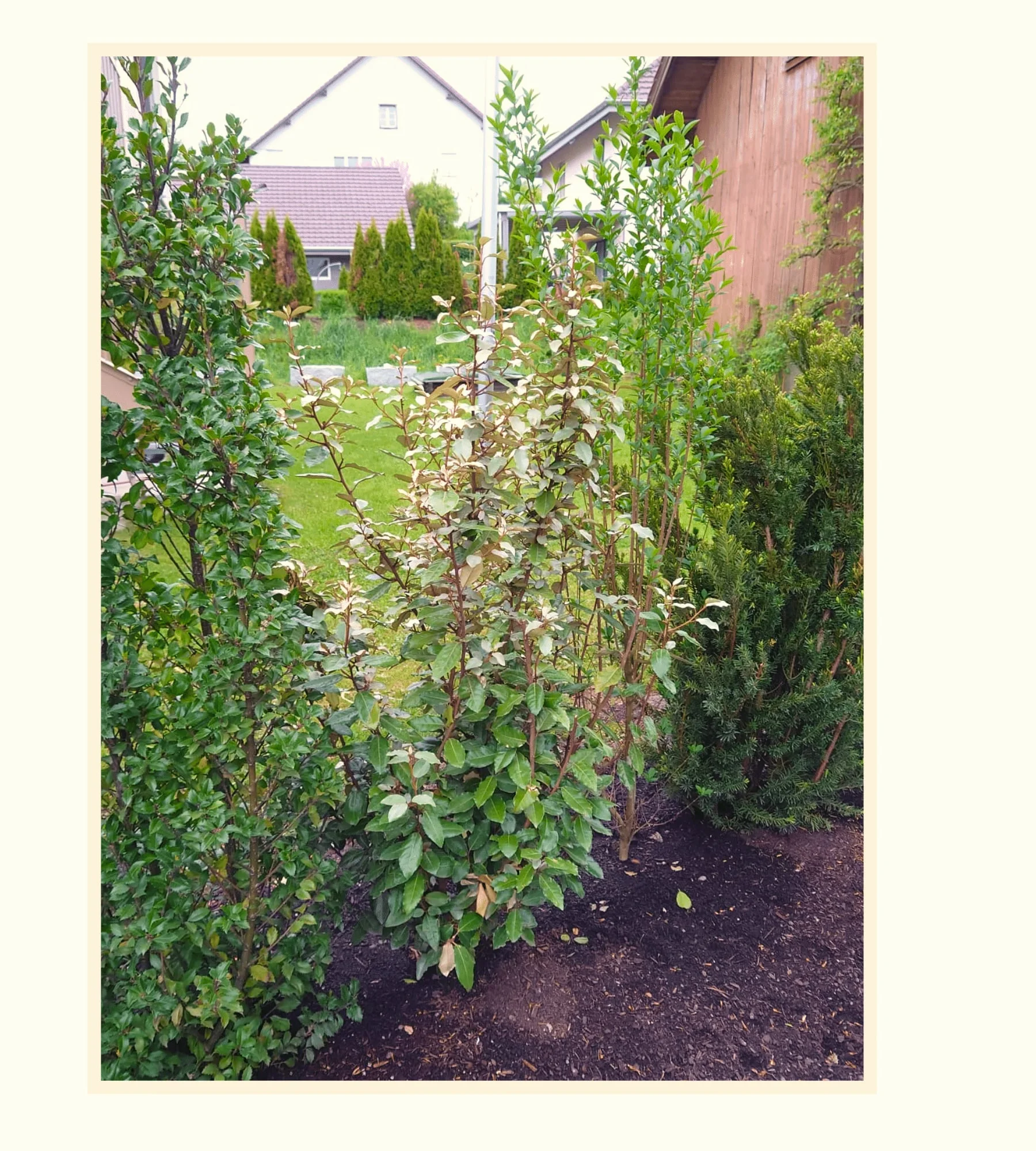 Sorgfältig angelegte Gartenbepflanzung mit Trittsteinen