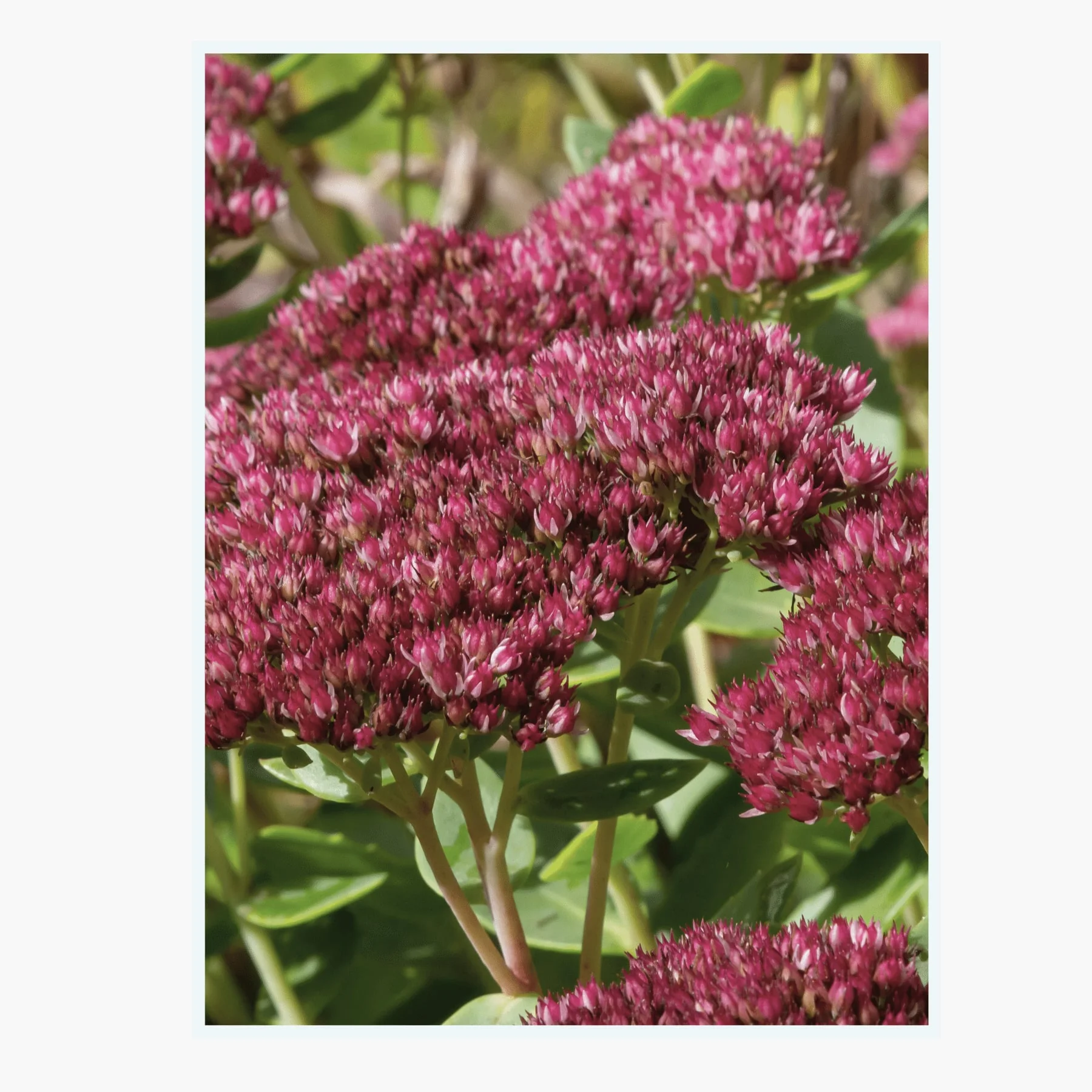 Farbenfrohe Gartenbepflanzung mit Stauden und Blüten