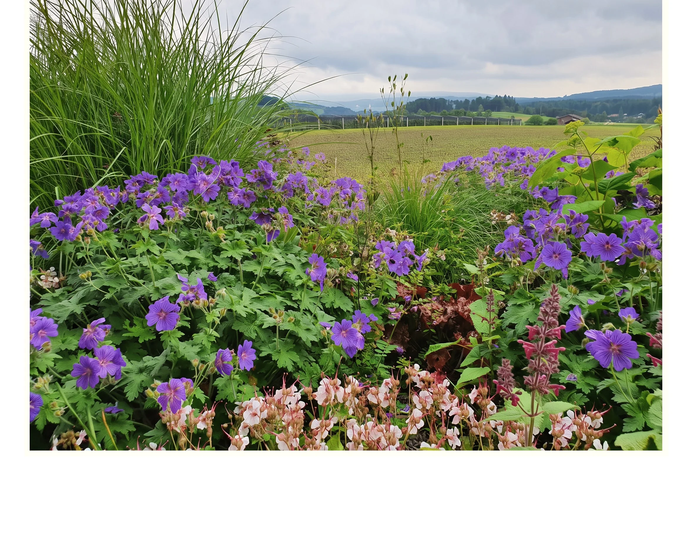 Naturnaher Garten mit Blüten und Gräsern im Schweizer Mittelland