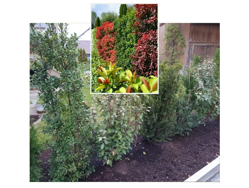 Vorteile von Mischhecken für Ihren Garten