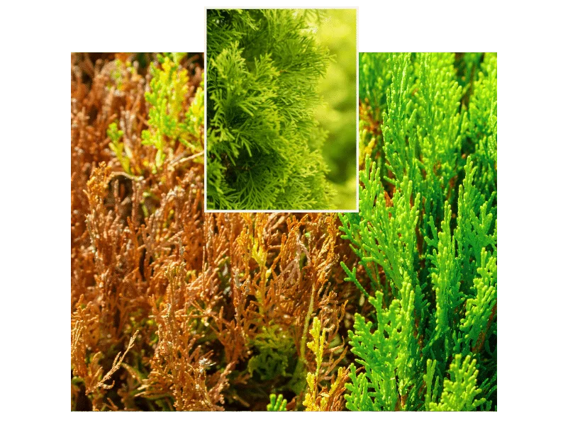 Joho Garten AG | Thuja-FAQ