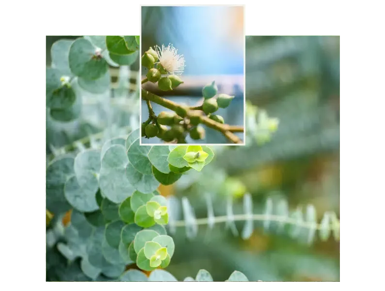 Eukalyptus