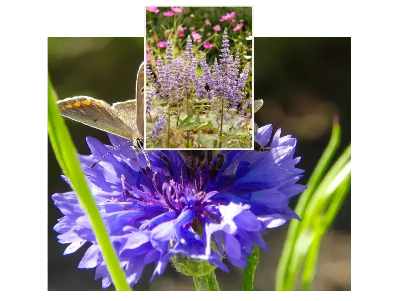Wildbienenhotel und Schmetterlingsblume