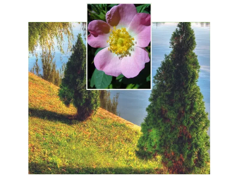 Abschied von Thuja