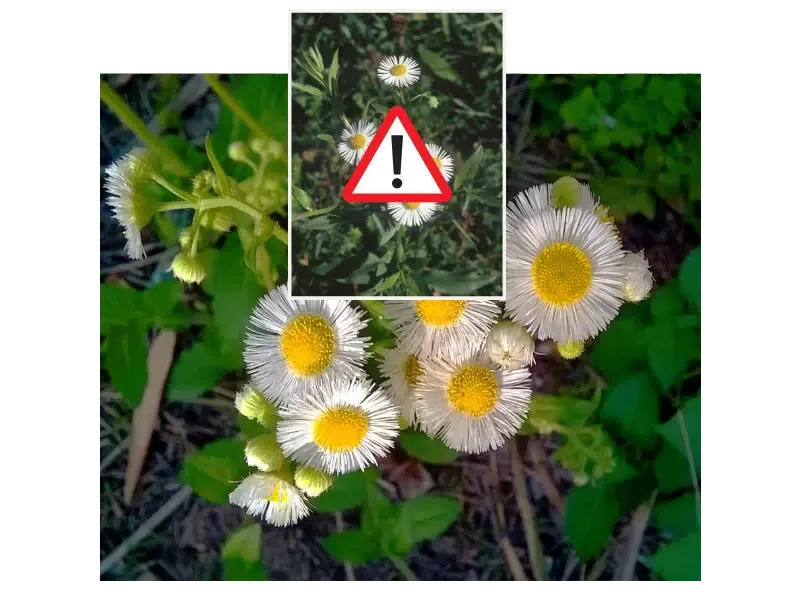 Einjähriges Berufkraut