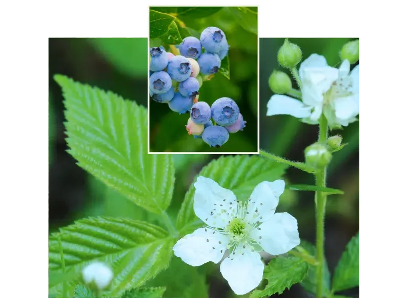 Die Magie der Beerenzwerge